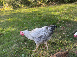 Sussex x Orpington cockerel