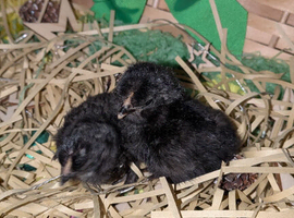 Day old Pekin bantums