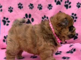 KC registered 6 outstanding adorable chow chow puppies