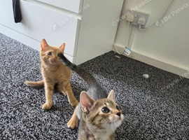 2 lovely kittens ready to go
