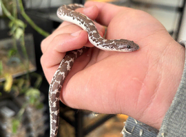 Kenyan Sand Boa (Anery)