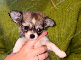 Longcoat teacup chihuahua