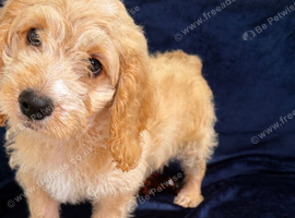 One Stunning Apricot Cockapoo Boy.
