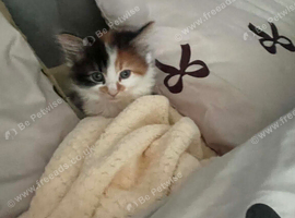 Beautiful fluffy kitten