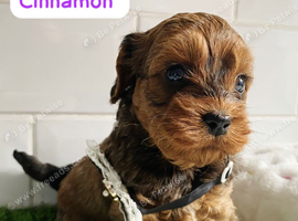 Toy cavapoo puppies health tested parents