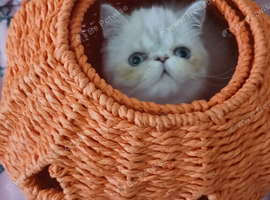 STUNNING PEDIGREE PERSIAN EXOTICS
