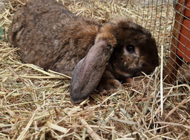 Male Giant lop