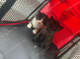 Litter of kittens