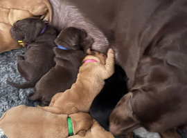 Beautiful Labrador puppies