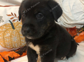 Rottweiler x