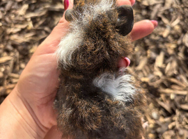 3 beautiful baby boys for sale