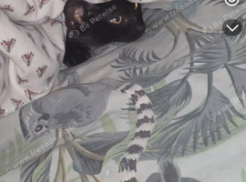 cat for sale