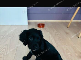 Cocker spaniel