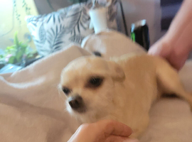 8 week old