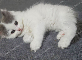 Perdoll Kittens (only white one remaining)
