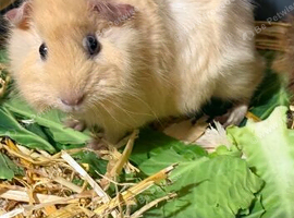 Baby guinea pigs available