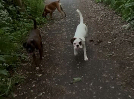 Kc 8 Month Boxer Girl