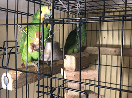 Breeding pair blue fronted Amazons