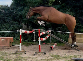 Irish Sports Horse Gelding 3yrs, super loose jump