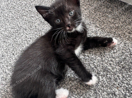Ready 10th August Kittens