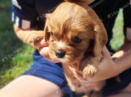 Beautiful  cavalier King Charles  puppies