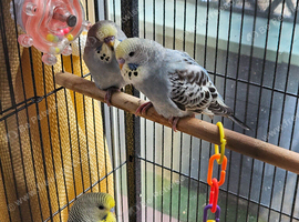 5 lovely budgies ready to go