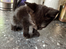 1 beautiful black kitten