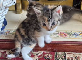 5 lovely kittens for sale