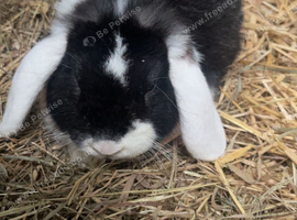 2 year old mini lop male