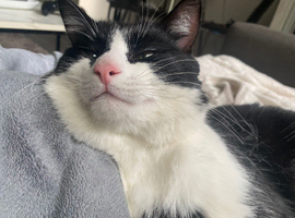 Male cat