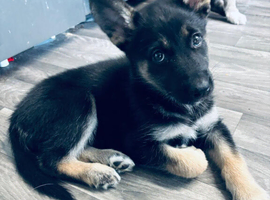 Puppies ready to leave