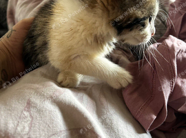 Mixed with Maine coon/short hair