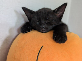 2 black kittens 1 male 1 female