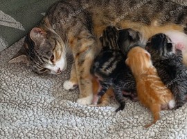 Kittens ready to go