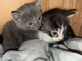 Calico x ragdoll