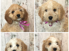 Adorable Fluff Ball Cockalierpoo pups