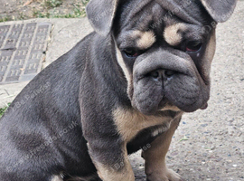 Big Rope French Bulldog
