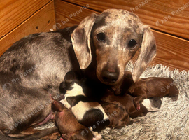Miniature Dachshund