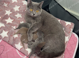 1 Lilac Male British Shorthair Available