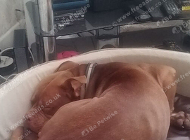 Staffordshire bull terrier
