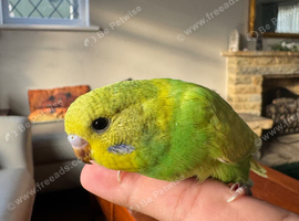 Adorable baby budgies just out the box!!
