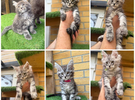 Blue smoke Maine Coon kittens from champion blood line