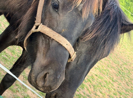 Dartmoor yearling