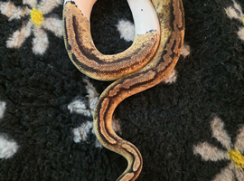 Proven, RTB and adult royal pythons** 300 if gone today only **