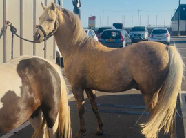 Palomino Barbie pony !!