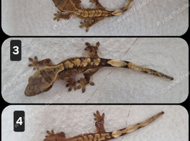 Cute Baby Cresties