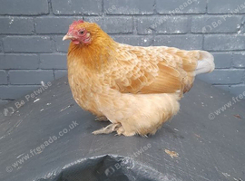 Gold pekin chicken