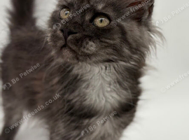 11 week old Maine coon kittens for sale