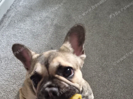 Female French bulldog puppy