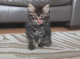 Female kitten